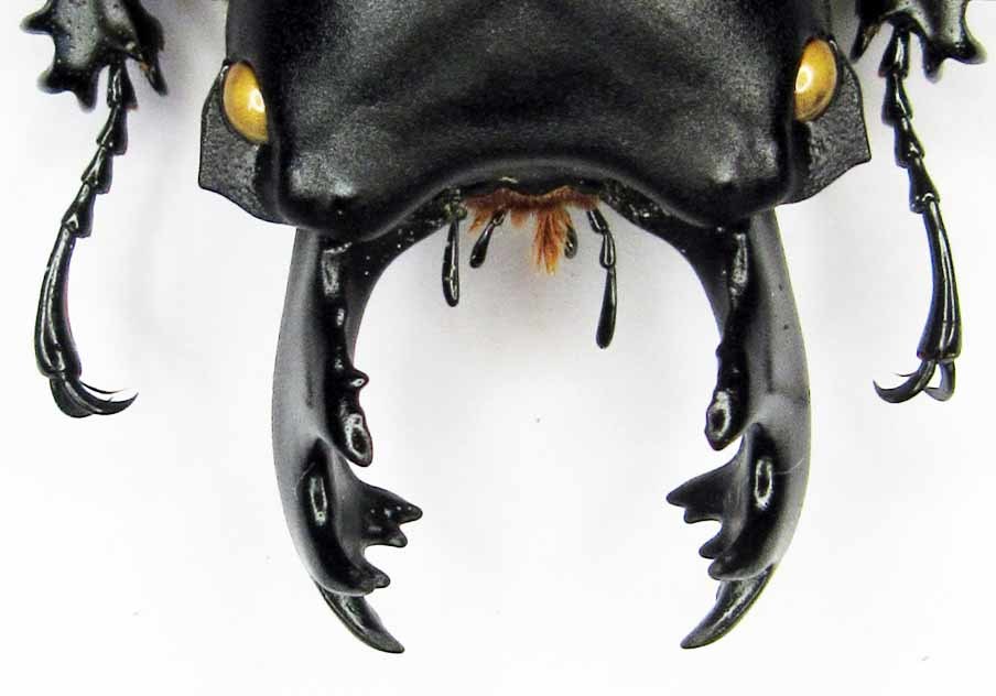 チャイロマルバネクワガタ 標本 | - the 国産クワガタ Insect Islands