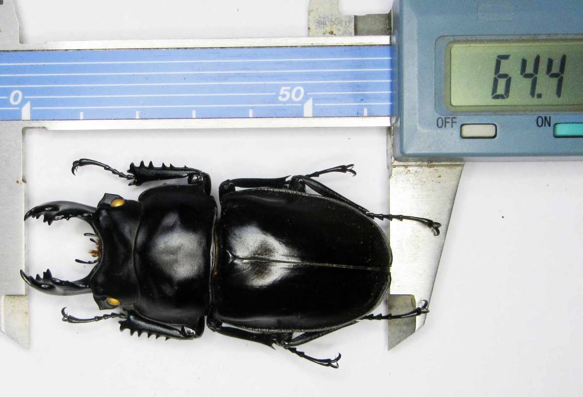 チャイロマルバネクワガタ 標本 | - the 国産クワガタ Insect Islands