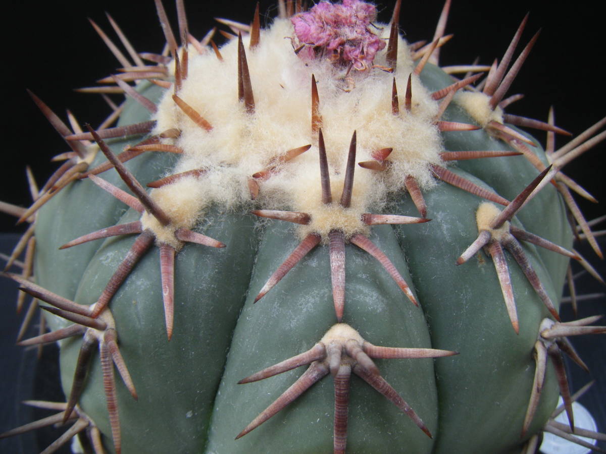 サボテン | Echinocactus 翠平丸 horizonthalonius エキノカクタス 白 