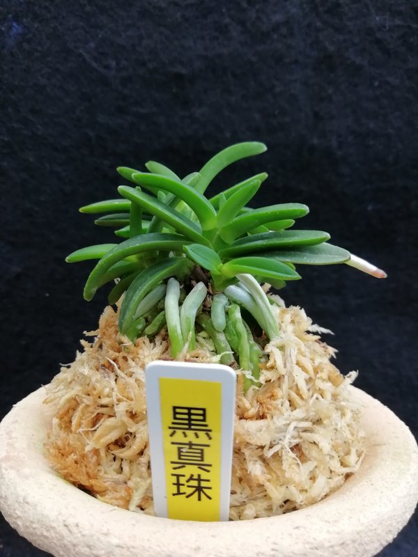 富貴蘭黒真珠(株立ち) 富貴蘭 黒真珠 ,富貴蘭黒真珠（くろしんじゅ） 【公式通販】