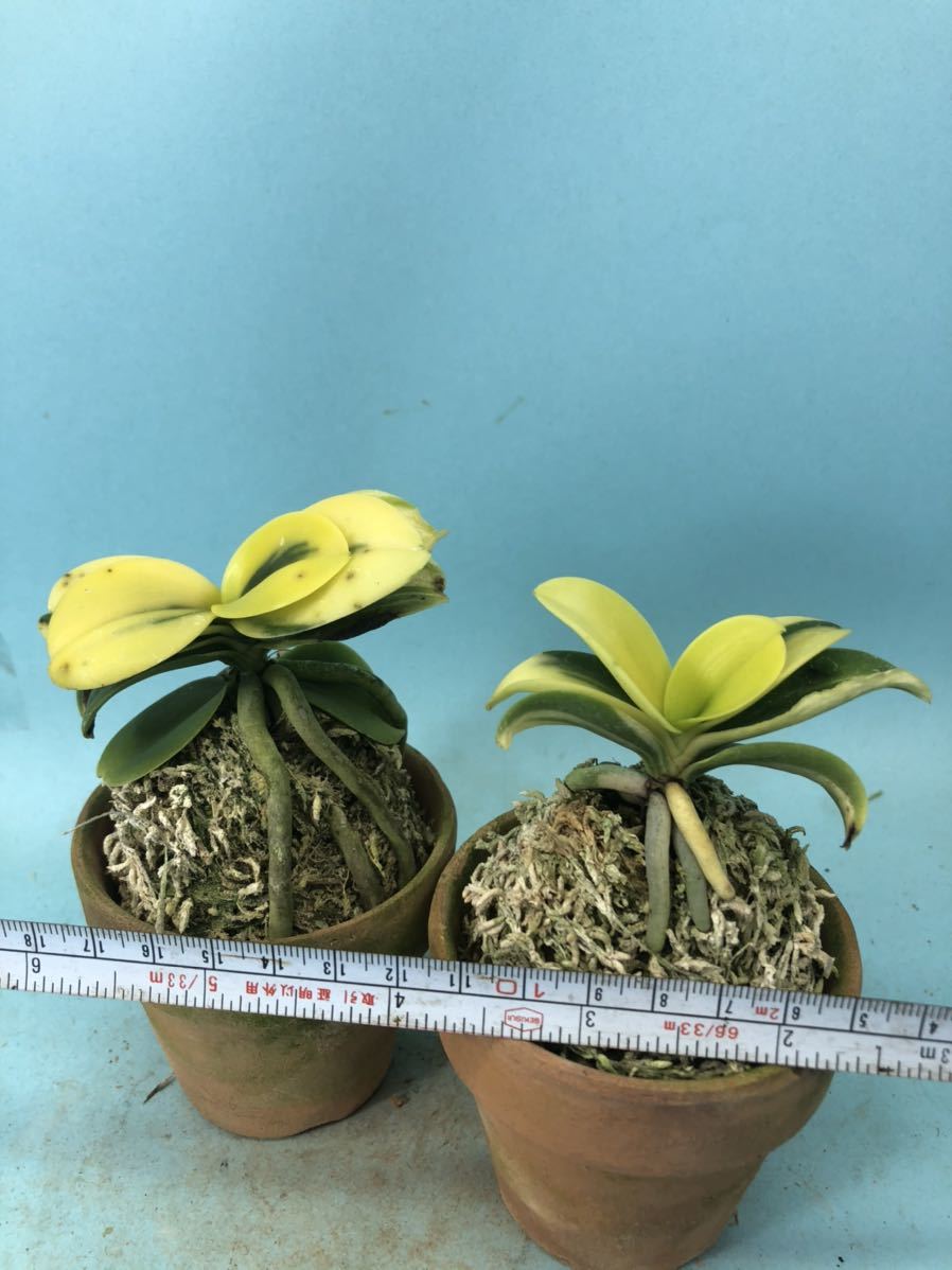 名護蘭 ナゴラン 富貴蘭 2個セット 明丸縞 Sedirea | 明丸 縞
