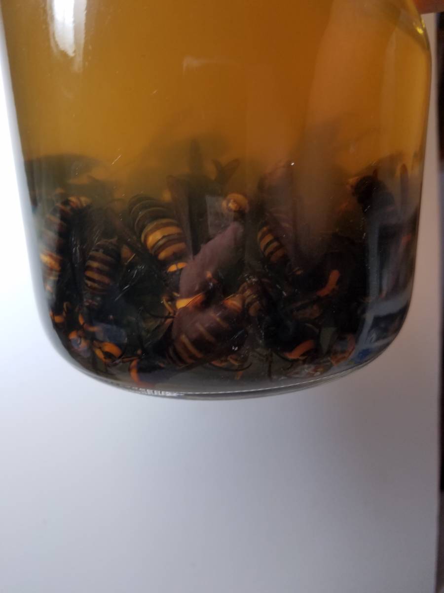 焼酎 スズメバチ 公式通販 （オオスズメバチ漬け） 蜂のお酒300ml