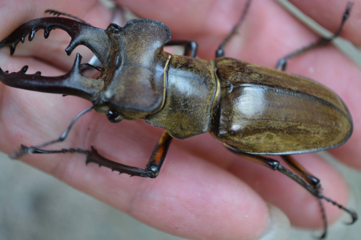 鳥取県北栄町産 天然ミヤマクワガタ 3ペア ♂ 69mm・68mm・66mm 