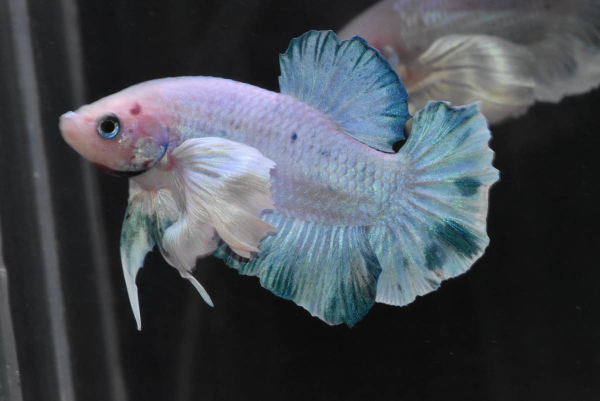 156 タイ現地セレクト極上ベタ スーパーダンボ ブルーマーブルファンシー オス ベタ 売買されたオークション情報 Yahooの商品情報をアーカイブ公開 オークファン Aucfan Com