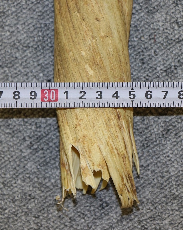 □一角鯨（イッカク）ウニコール 歯牙 159㎝ 2.0㎏□ - ウニコール 