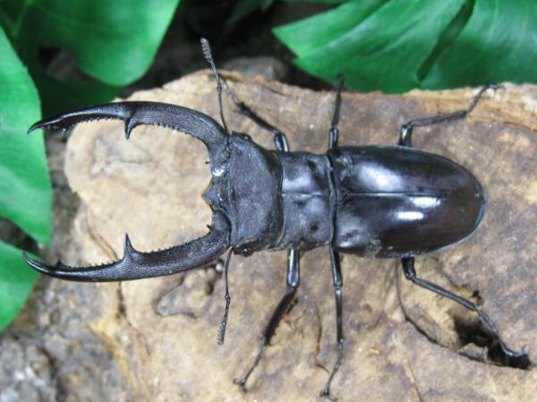 マンディブラリスフタマタクワガタ ♂105ミリ♀50ミリ・WD・成虫