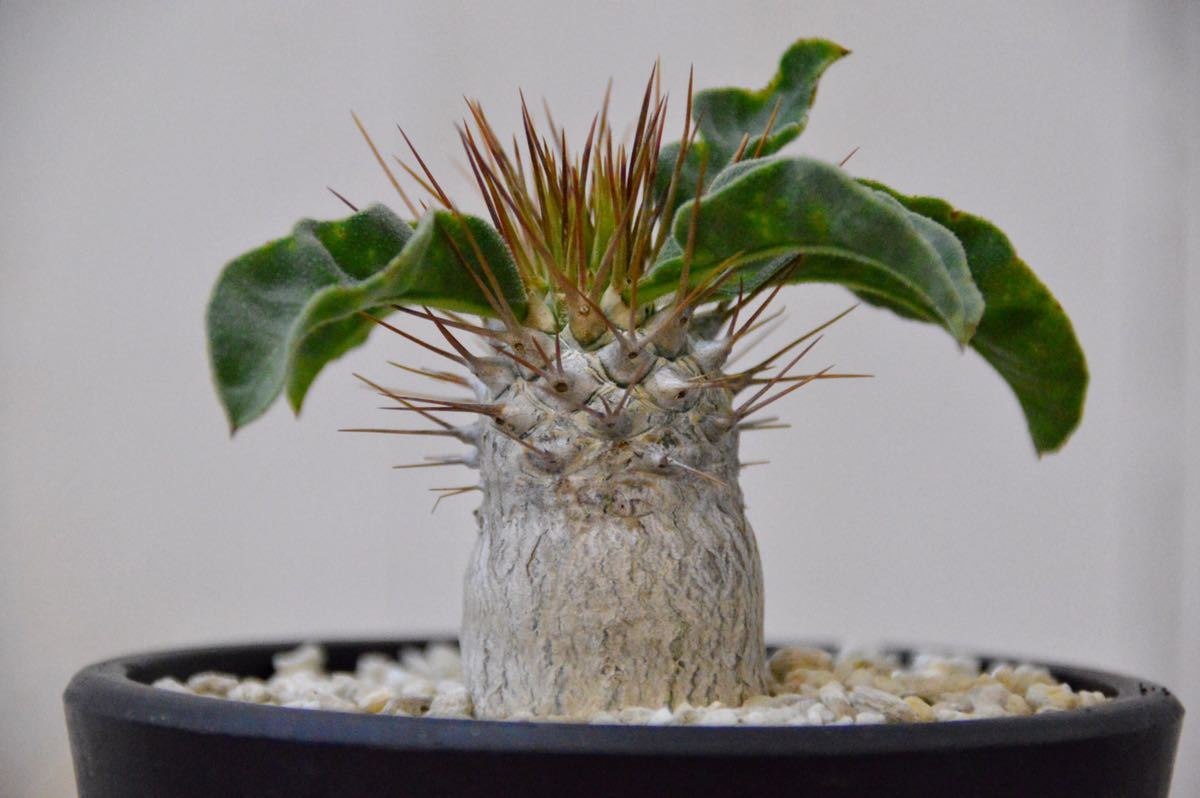 Pachypodium namaquanumパキポディウム・ナマクアナム・光堂 P 