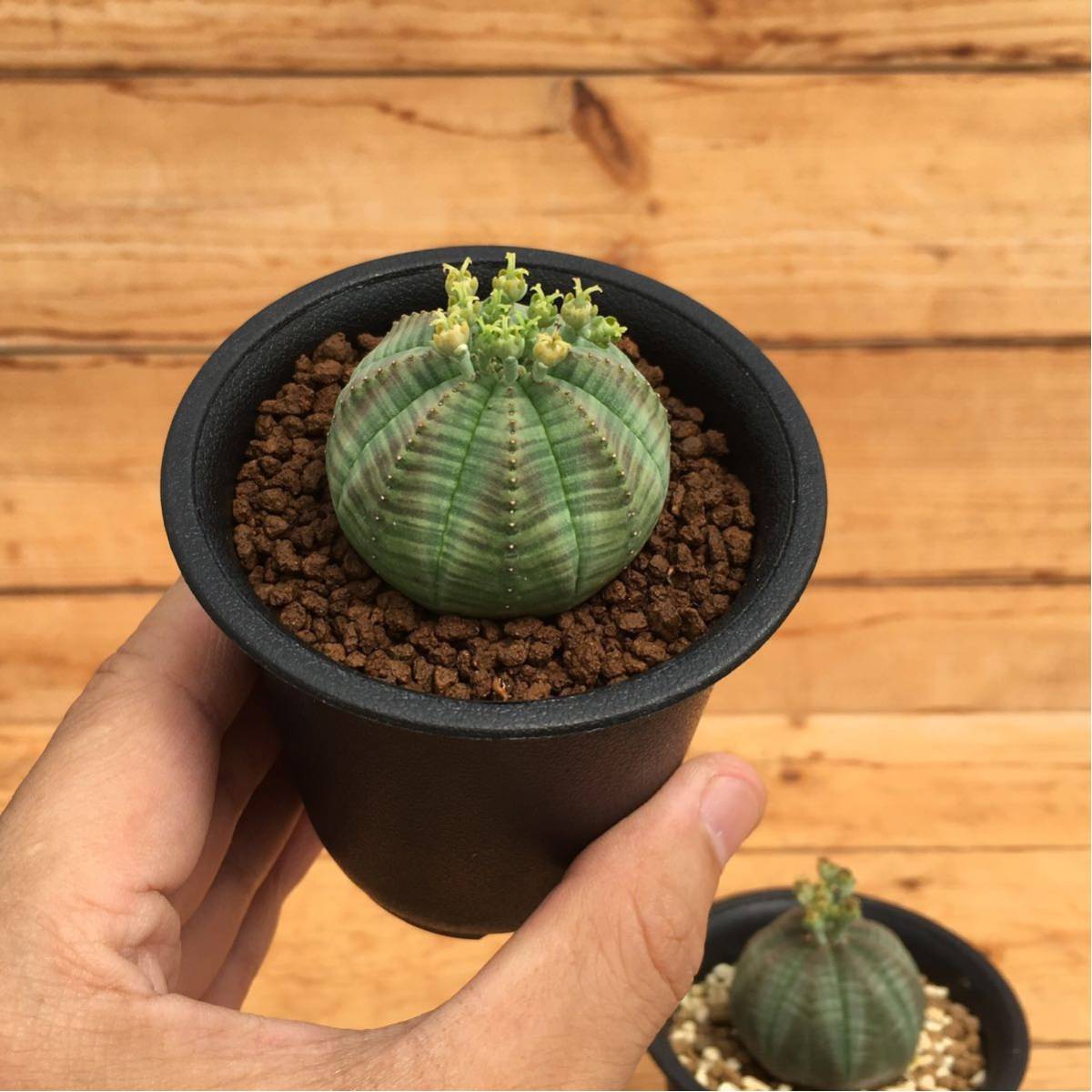 Sユーフォルビア オベサ オス メス 実生2株セット 2 5号 Euphorbia Obesa 多肉植物 サボテン ハオルシア サボテン 売買されたオークション情報 Yahooの商品情報をアーカイブ公開 オークファン Aucfan Com Sユーフォルビア オベサ オス メス 実生2株セット 2 5号 Euphorbia Obesa 多肉植物 サボテン ハオルシア サボテン 売買されたオークション情報 Yahooの商品情報をアーカイブ公開 オークファン Aucfan Com