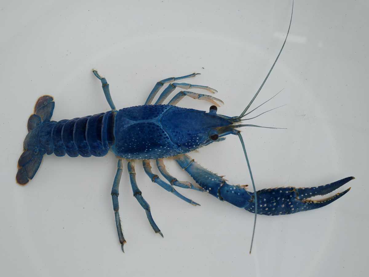 コバルトクラーキー ブルー 青 Tl約11cm 1匹 おとひめep3大量 アメリカザリガニ 成体 アダルト Big 甲殻類 売買されたオークション情報 Yahooの商品情報をアーカイブ公開 オークファン Aucfan Com コバルトクラーキー ブルー 青 Tl約11cm 1匹 おとひめep3大量 アメリカザリガニ 成体 アダルト Big 甲殻類 売買されたオークション情報 Yahooの商品情報をアーカイブ公開 オークファン Aucfan Com