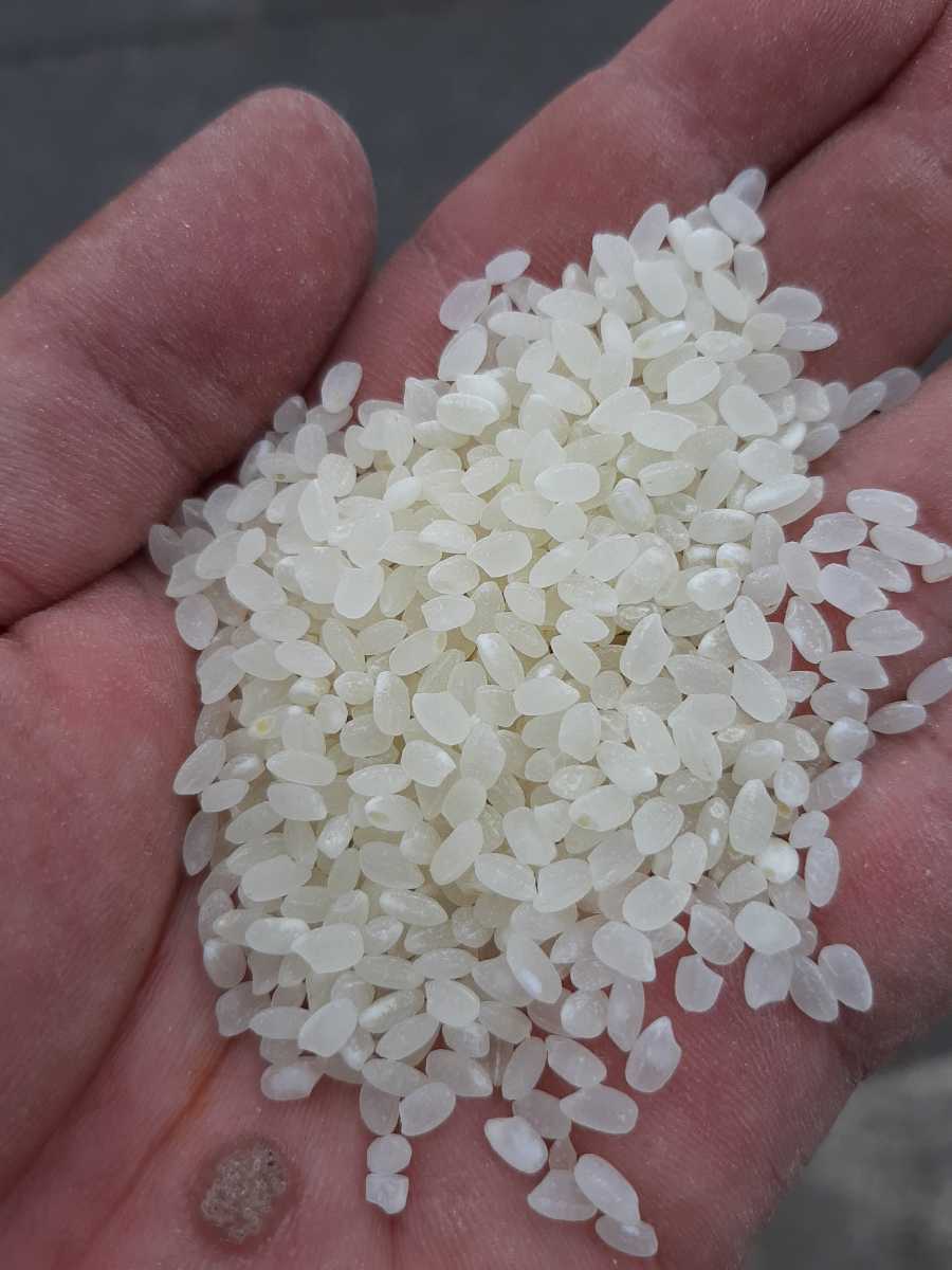 令和7年 10kg 減農薬 公式通販 減農薬！！ 元年産中米コシヒカリ