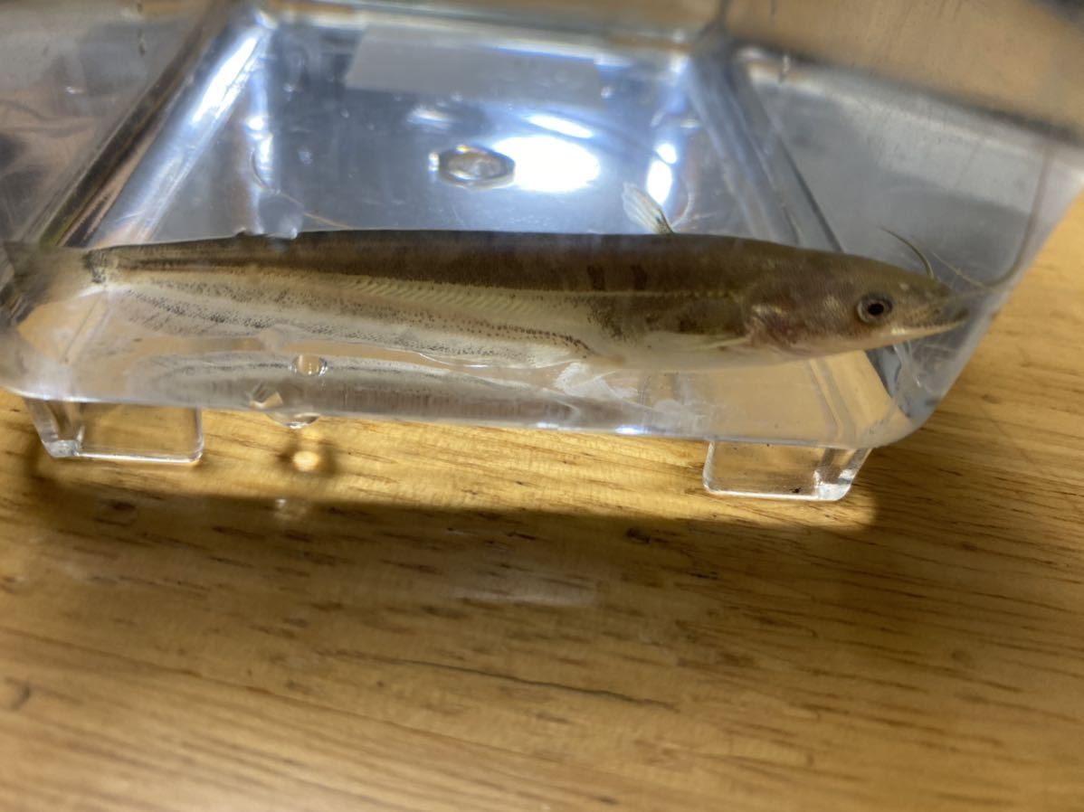 71ちびちび もかっこいい ビワコオオナマズ 約8センチ 1日限定セール 川魚 売買されたオークション情報 Yahooの商品情報をアーカイブ公開 オークファン Aucfan Com