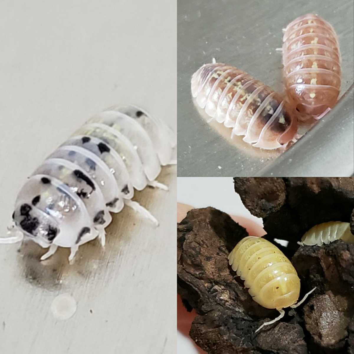 ツノゼミ 珍品 ヘルメットツノゼミ Anchistrotus sp.3 ペルー 13㎜程度