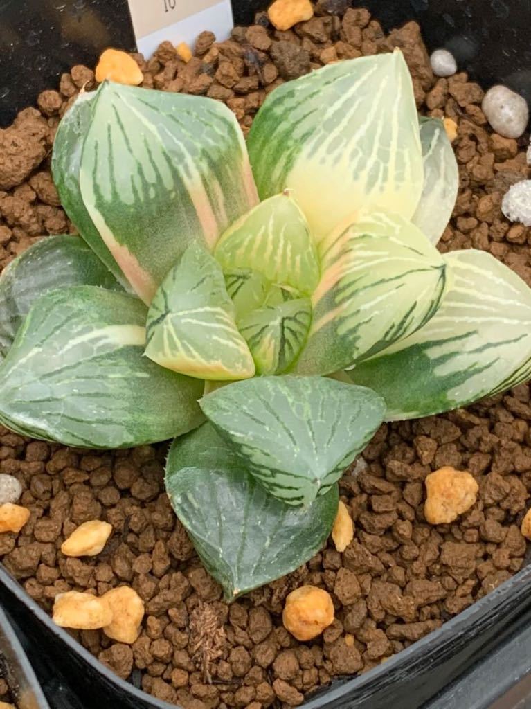 32h 多肉植物　ハオルチア　臙脂オブツーサ錦　自家繁殖　鉢植え発送 多肉植物 ハオルチア 大紫水晶オブツーサ錦10