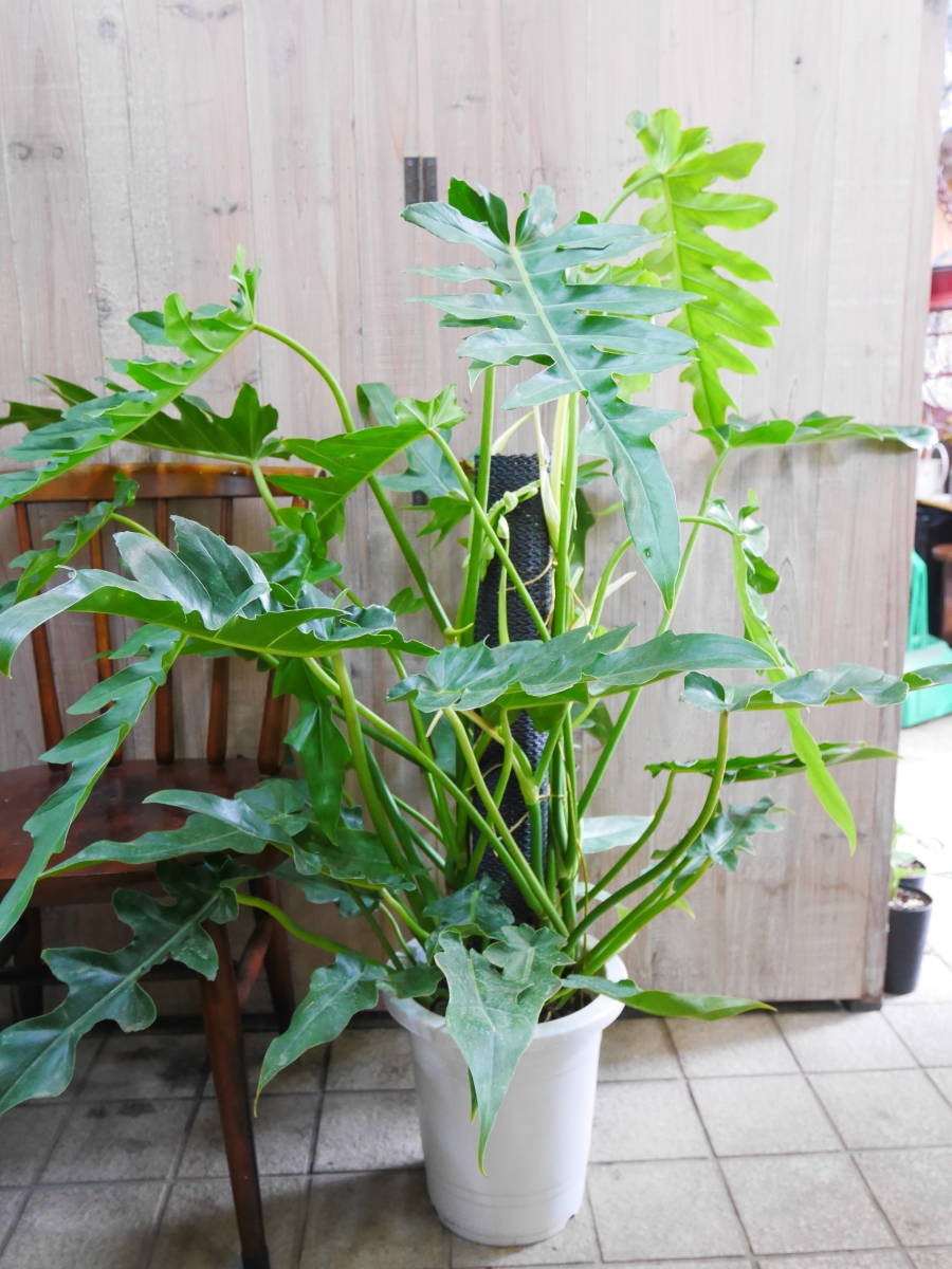 観葉植物 フィロデンドロン ボブシー 6号鉢