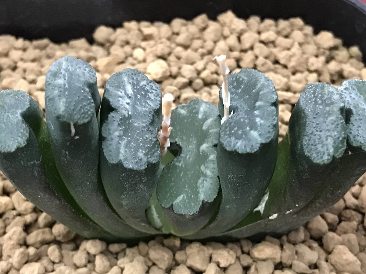 多肉植物 ハオルチア 玉扇 緑紋 サボテン 売買されたオークション情報 Yahooの商品情報をアーカイブ公開 オークファン Aucfan Com 多肉植物 ハオルチア 玉扇 緑紋 サボテン 売買されたオークション情報 Yahooの商品情報をアーカイブ公開 オークファン Aucfan Com