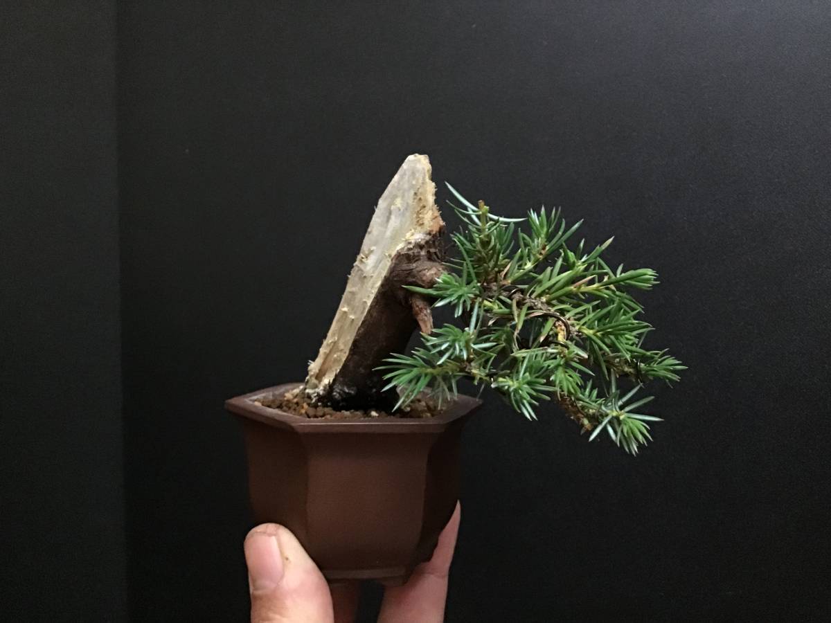 山採り盆栽【杜松】① 山採り杜松の植え替え | Vintage Bonsai