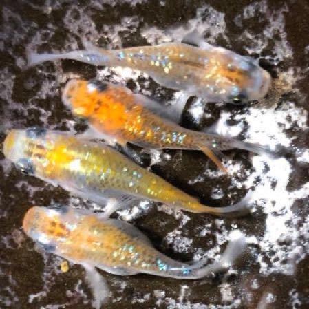 ☆現物出品★クリアブラウンラメ達磨×夜桜達磨◎2ペア　計４匹【Lサイズ】だるま　ダルマ　めだか　メダカ　C