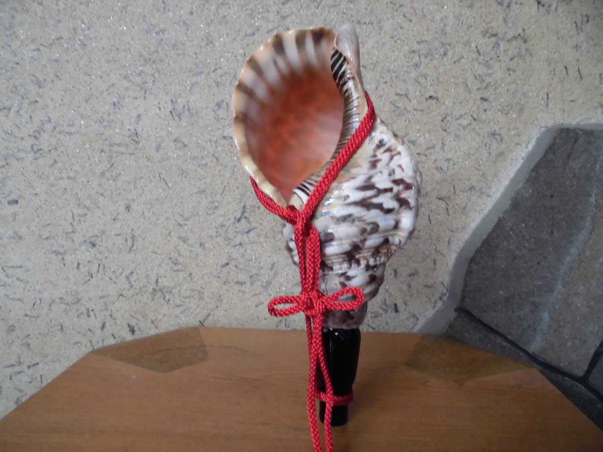 法螺貝・国産・肉厚・美品　修験用ほら貝　32.5ｃｍ　密教・魔除け・山伏_1
