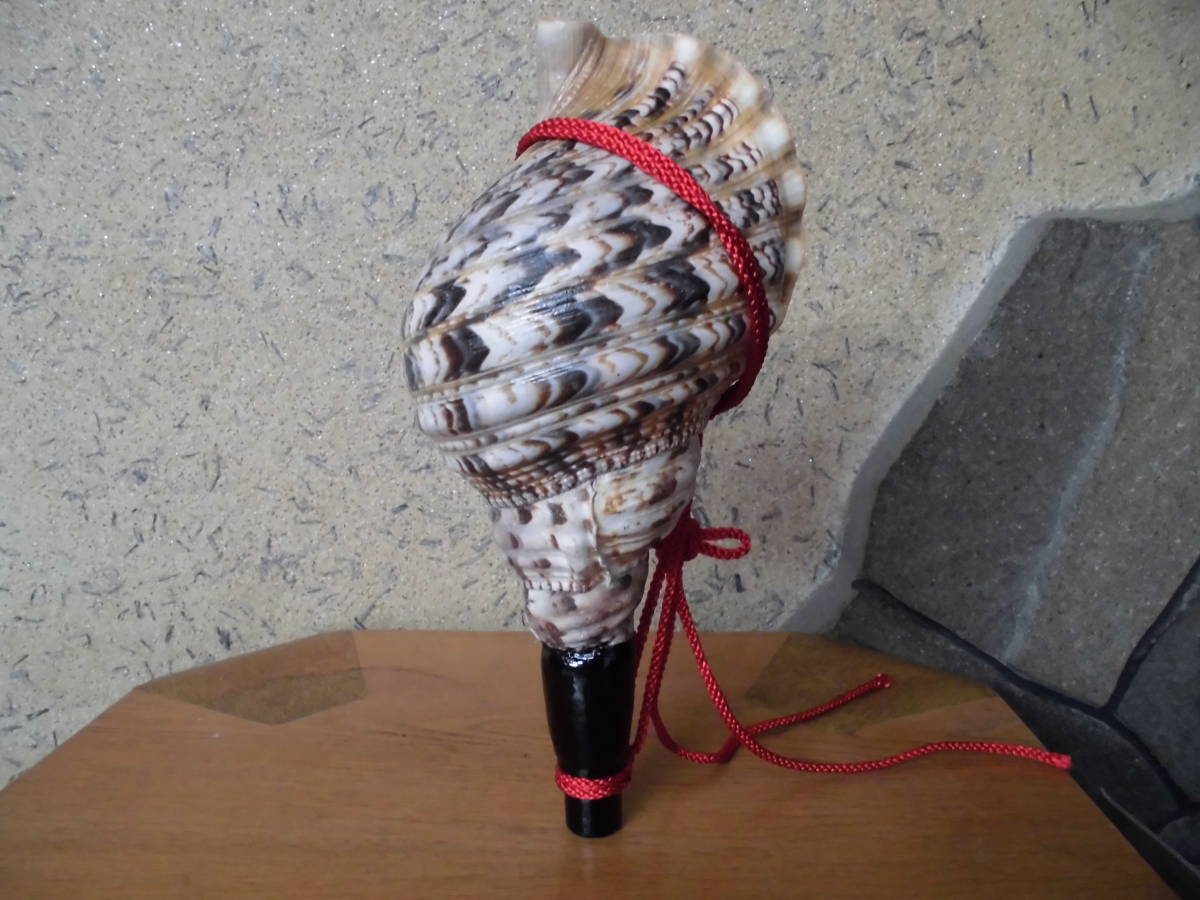 法螺貝・国産・肉厚・美品　修験用ほら貝　32.5ｃｍ　密教・魔除け・山伏_2
