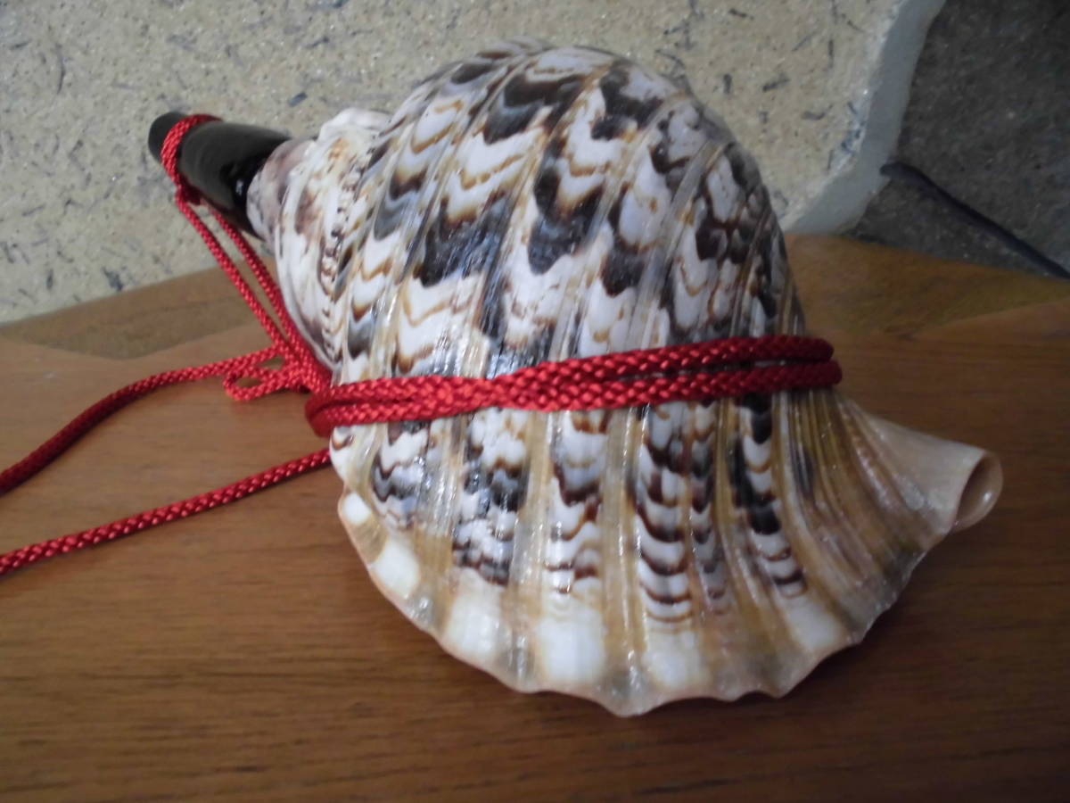 法螺貝・国産・肉厚・美品　修験用ほら貝　32.5ｃｍ　密教・魔除け・山伏_4