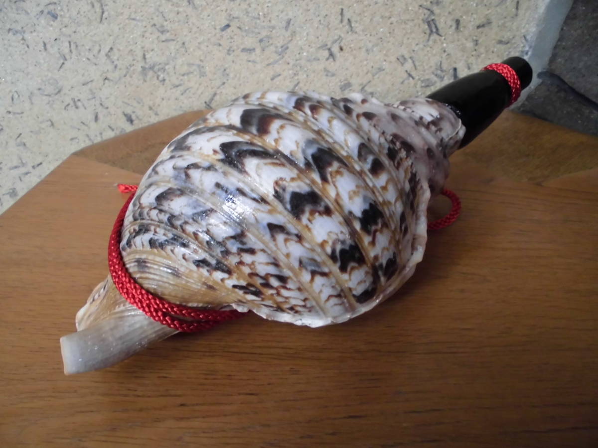 法螺貝・国産・肉厚・美品　修験用ほら貝　32.5ｃｍ　密教・魔除け・山伏_5