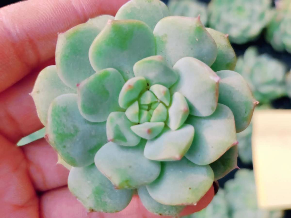 ハオルチア 多肉植物 裏般若錦 自家繁殖 抜き苗発送 裏般若 公式通販
