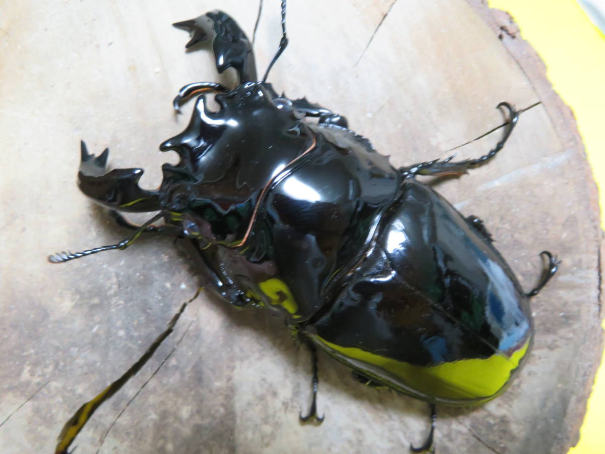 タランドゥスオオツヤクワガタ タランドゥス タランドゥスオオツヤ 