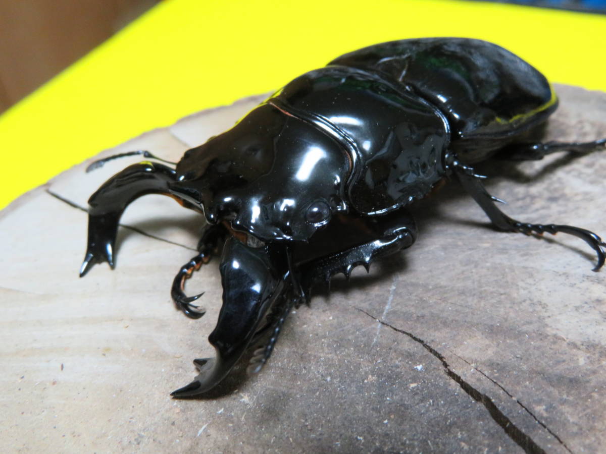 タランドゥスオオツヤクワガタ タランドゥス タランドゥスオオツヤ 