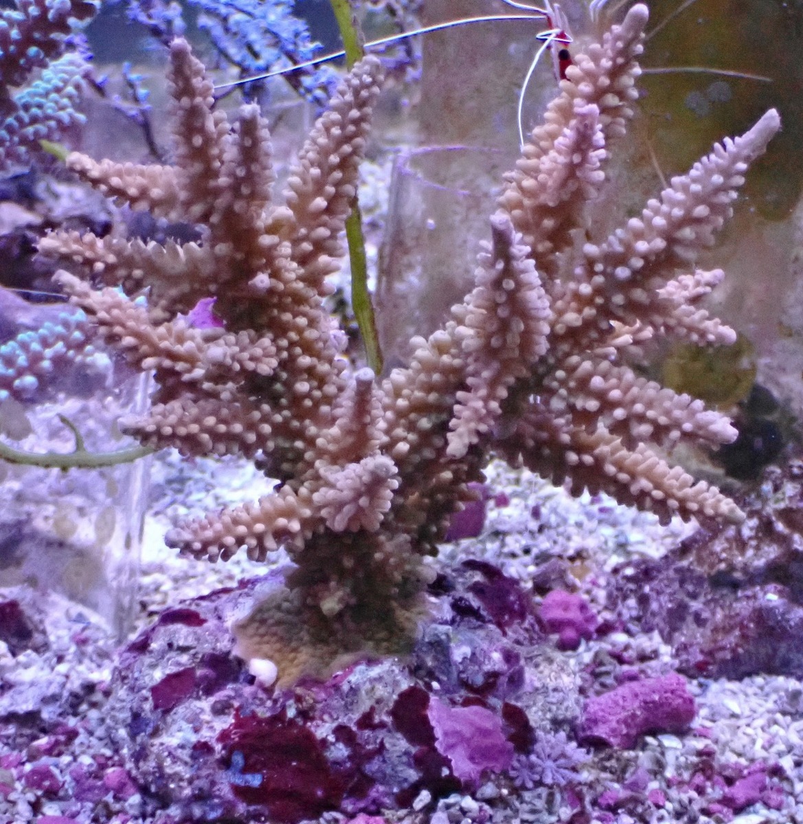  No.272 浅場ミドリイシ SPS ハードコーラル SPS サンゴ 通販 販売 アクアスタイルユー(海水魚)｜売買されたオークション情報、yahooの商品情報をアーカイブ公開 - オークファン 海水魚