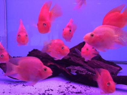 熱帯魚 パロットファイヤーシクリッド2匹セット 淡水魚 売買されたオークション情報 Yahooの商品情報をアーカイブ公開 オークファン Aucfan Com
