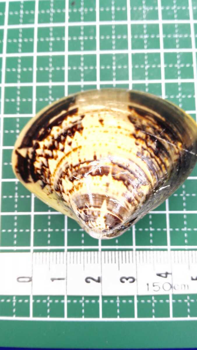 ハマグリ 単品50 007 貝合わせ 貝覆い 蛤 貝殻 標本 東京湾産 手芸 材料 ハンドメイド コレクション 天然 非加熱 素材 置物 材料 売買されたオークション情報 Yahooの商品情報をアーカイブ公開 オークファン Aucfan Com