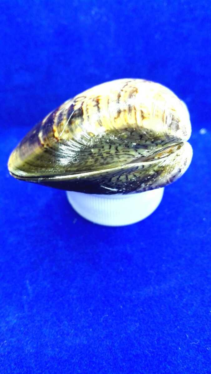 ハマグリ 単品50 007 貝合わせ 貝覆い 蛤 貝殻 標本 東京湾産 手芸 材料 ハンドメイド コレクション 天然 非加熱 素材 置物 材料 売買されたオークション情報 Yahooの商品情報をアーカイブ公開 オークファン Aucfan Com