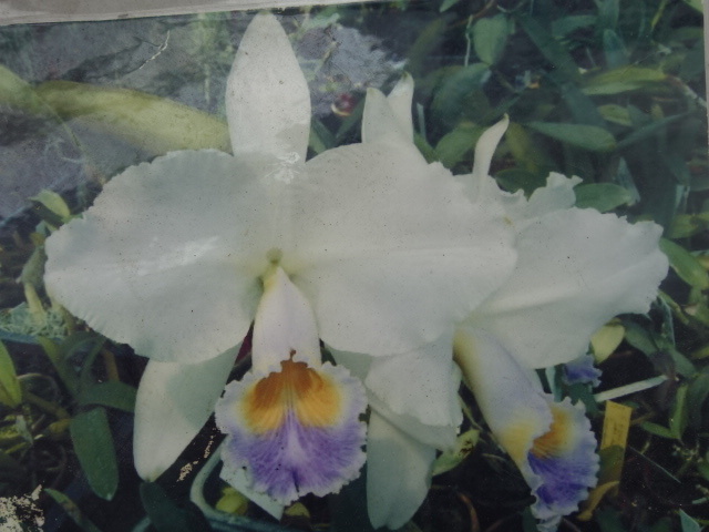 洋蘭原種カトレアC gaskelliana coerulea Gnomos(4.0)
