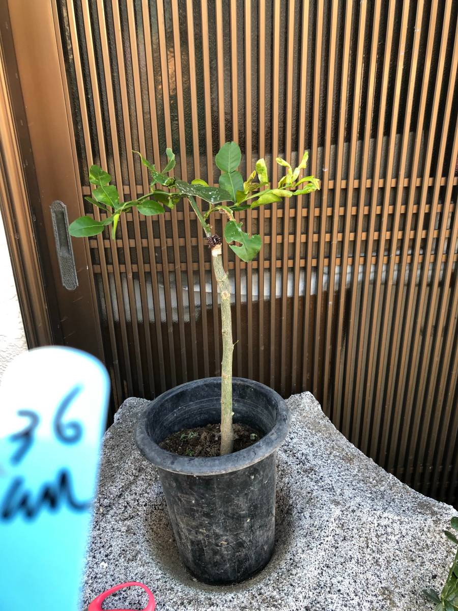 熱帯果樹 こぶみかん コブミカン36cm接木苗 果物 売買されたオークション情報 Yahooの商品情報をアーカイブ公開 オークファン Aucfan Com 熱帯果樹 こぶみかん コブミカン36cm接木苗 果物 売買されたオークション情報 Yahooの商品情報をアーカイブ公開 オークファン Aucfan Com