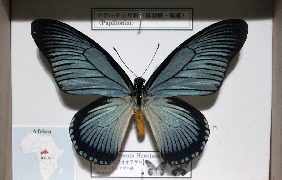 ザルモクシスオオアゲハ 標本 蝶 zalmoxis ♂ 蝶標本 C.A.R. ♂標本