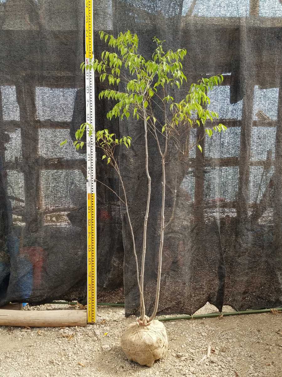 苗木・植木 抜群。抜群。山採りハイノキ株。