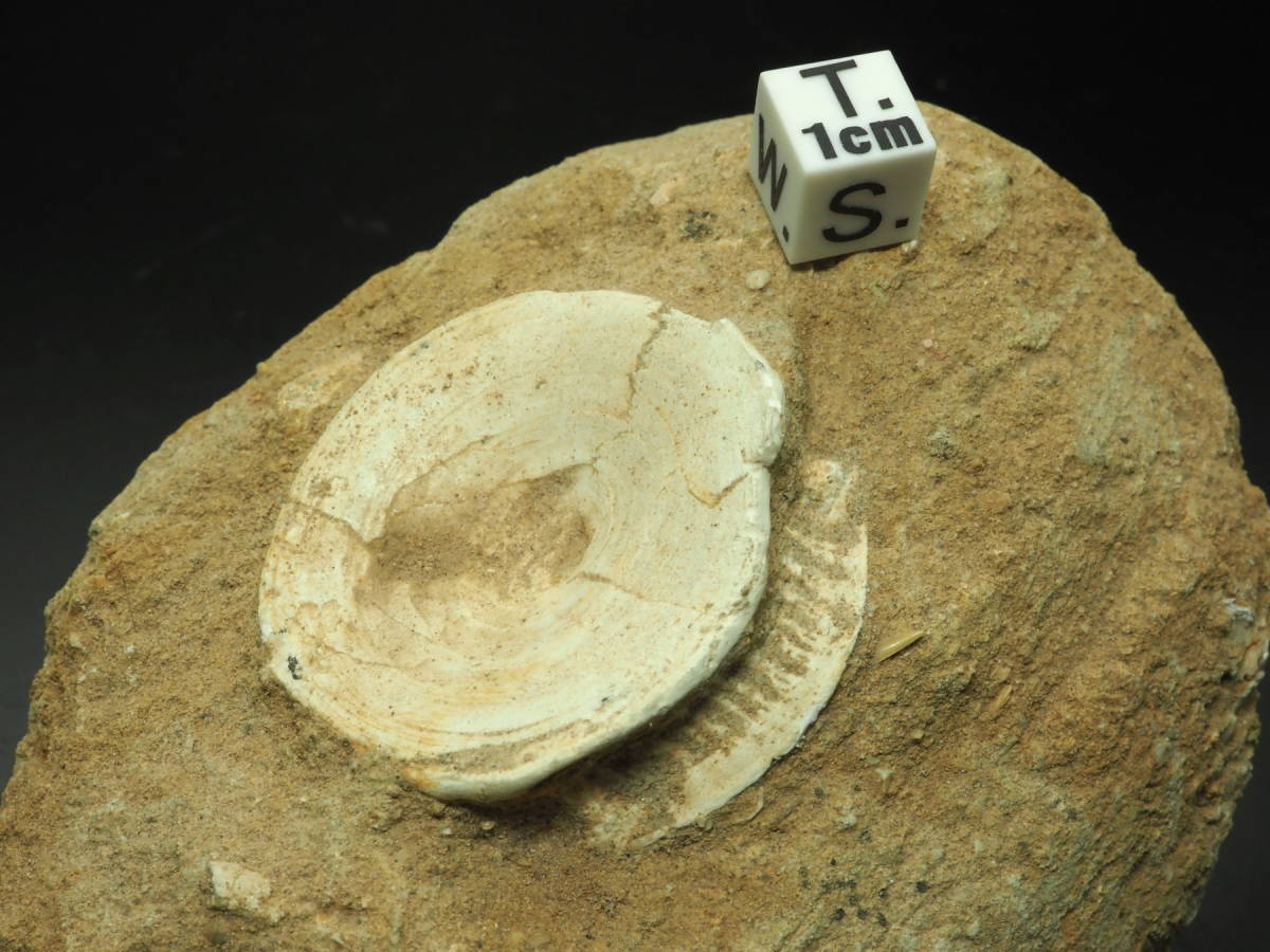 大型！エンコドゥスの椎骨化石【Enchodus sp.】【306 g】モロッコ王