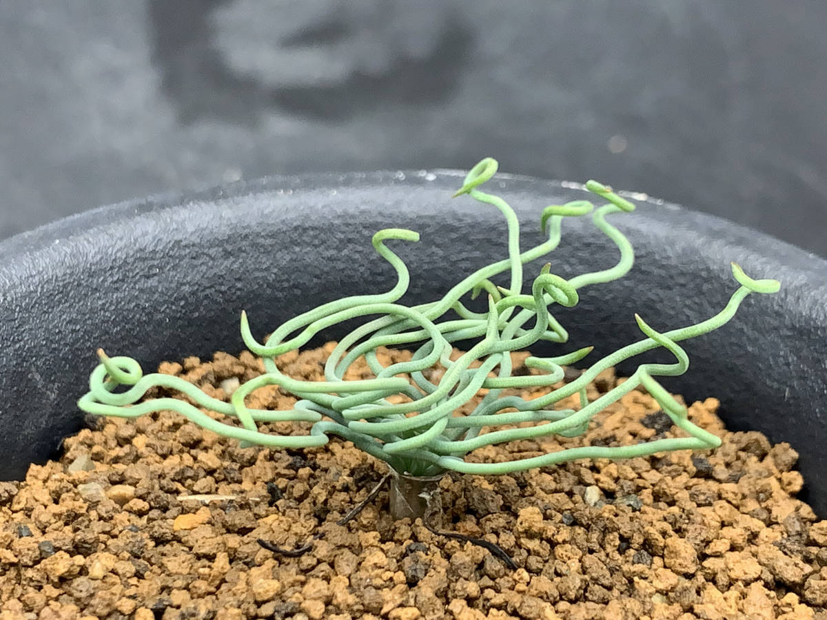 《PW》ブルビネ“トルタ”実生 多肉植物