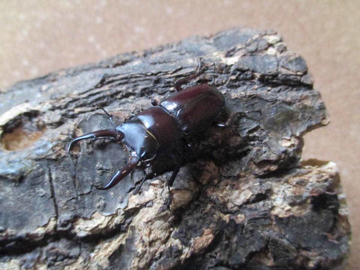 新成虫】 トカラ コクワガタ ／ 諏訪之瀬島 ◇ 1PA ◇ 採集禁止地域貴重種