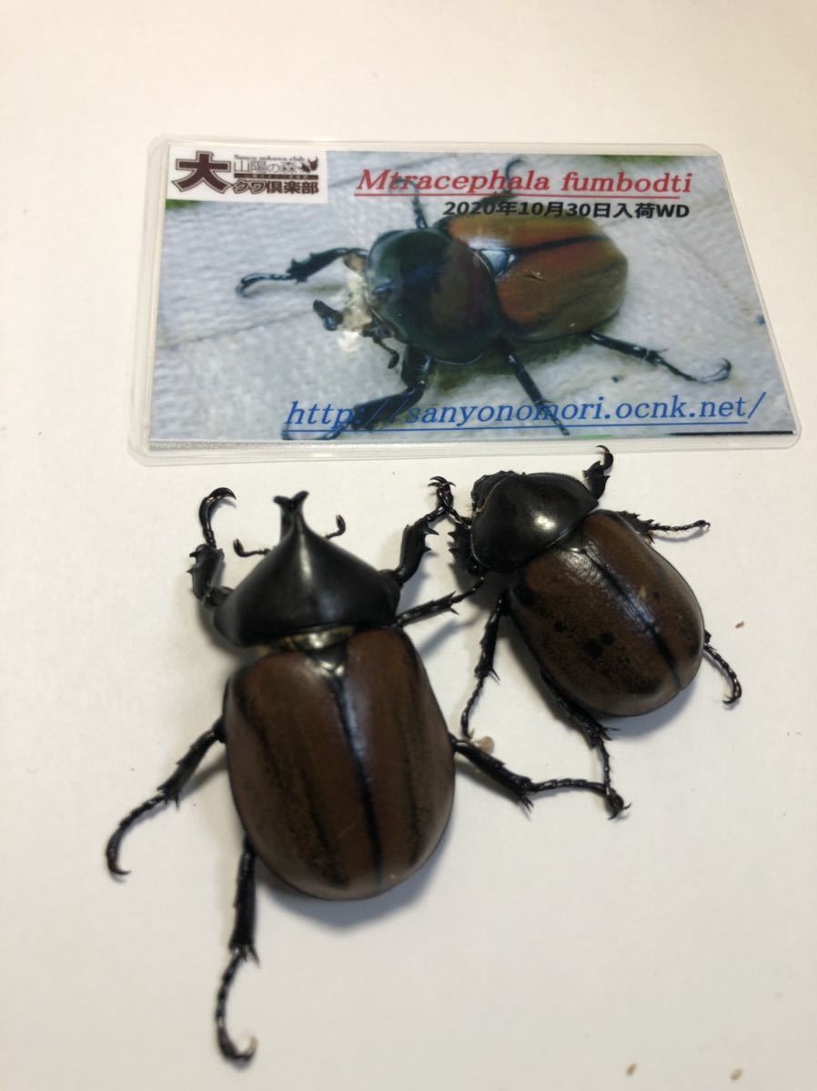 巨大♂オオエンマハンミョウ Manticora タンザニア産 昆虫標本 標本