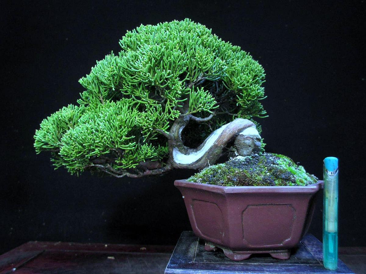 真柏 - 盆栽 Invitation to Bonsai world: 4作目：真柏（半懸崖） My 