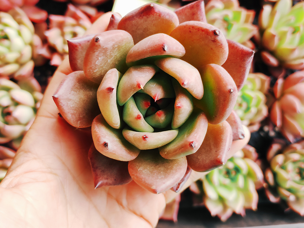  韓国多肉植物 韓国苗 エケベリア Echeveria 495 Ebony x Rose Garnet 25個 韓国発送(サボテン)｜売買されたオークション情報、yahooの商品情報をアーカイブ公開 - オークファン サボテン