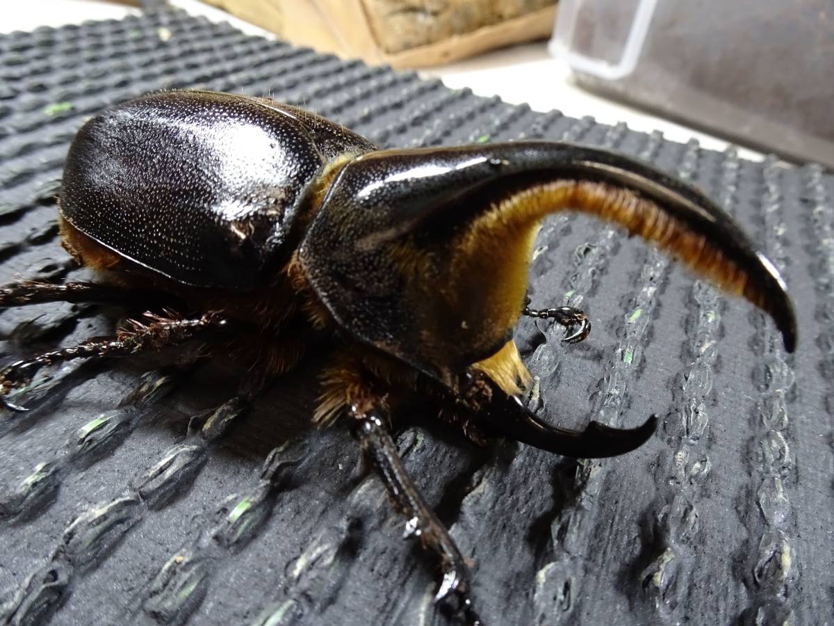 サタンオオカブト 羽先86mm 成虫オス単品 ビーラボ血統証明書付き 死着保証 完品 Sb3c 外国産 売買されたオークション情報 Yahooの商品情報をアーカイブ公開 オークファン Aucfan Com