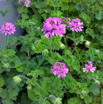 ローズゼラニウム 蚊連草 蚊嫌草 虫除け 蚊よけ植物 ハーブ 多年草 挿し木用枝5本 送料72円 苗 売買されたオークション情報 Yahooの商品情報をアーカイブ公開 オークファン Aucfan Com ローズゼラニウム 蚊連草 蚊嫌草 虫除け 蚊よけ植物 ハーブ 多年草 挿し木用枝5本 送料72円 苗 売買されたオークション情報 Yahooの商品情報をアーカイブ公開 オークファン Aucfan Com