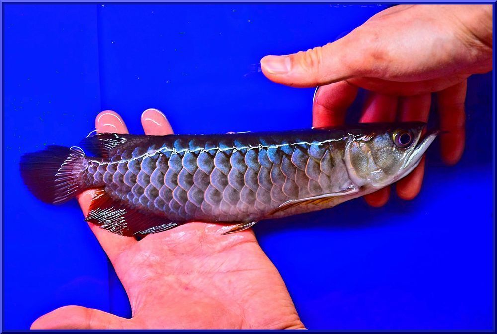 Panglong スーパーブルー Hi Back 赤目 1091 アロワナ 売買されたオークション情報 Yahooの商品情報をアーカイブ公開 オークファン Aucfan Com