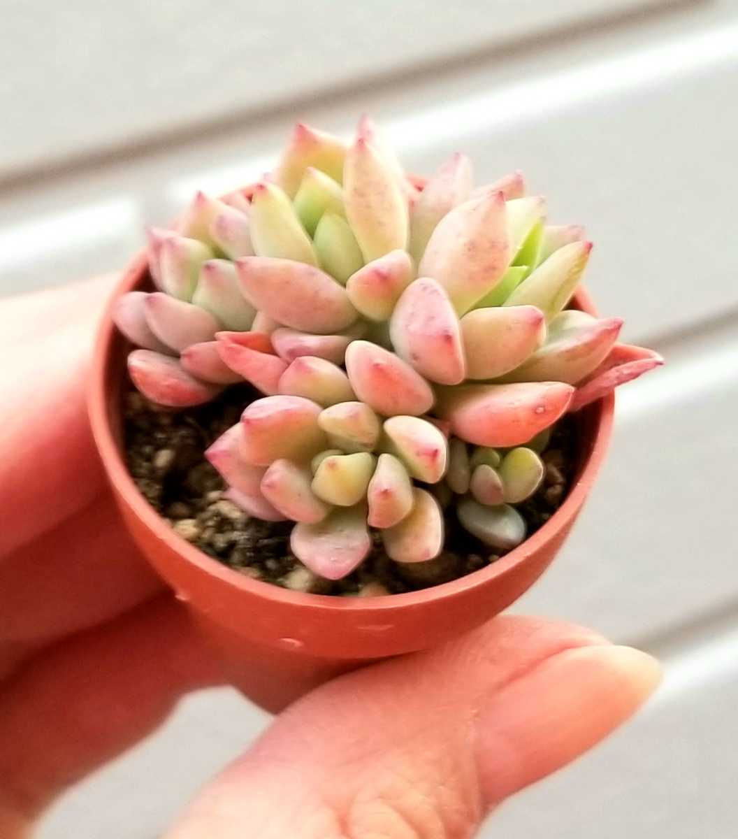 多肉植物 セダム リトルビューティー Ikpi Or Id
