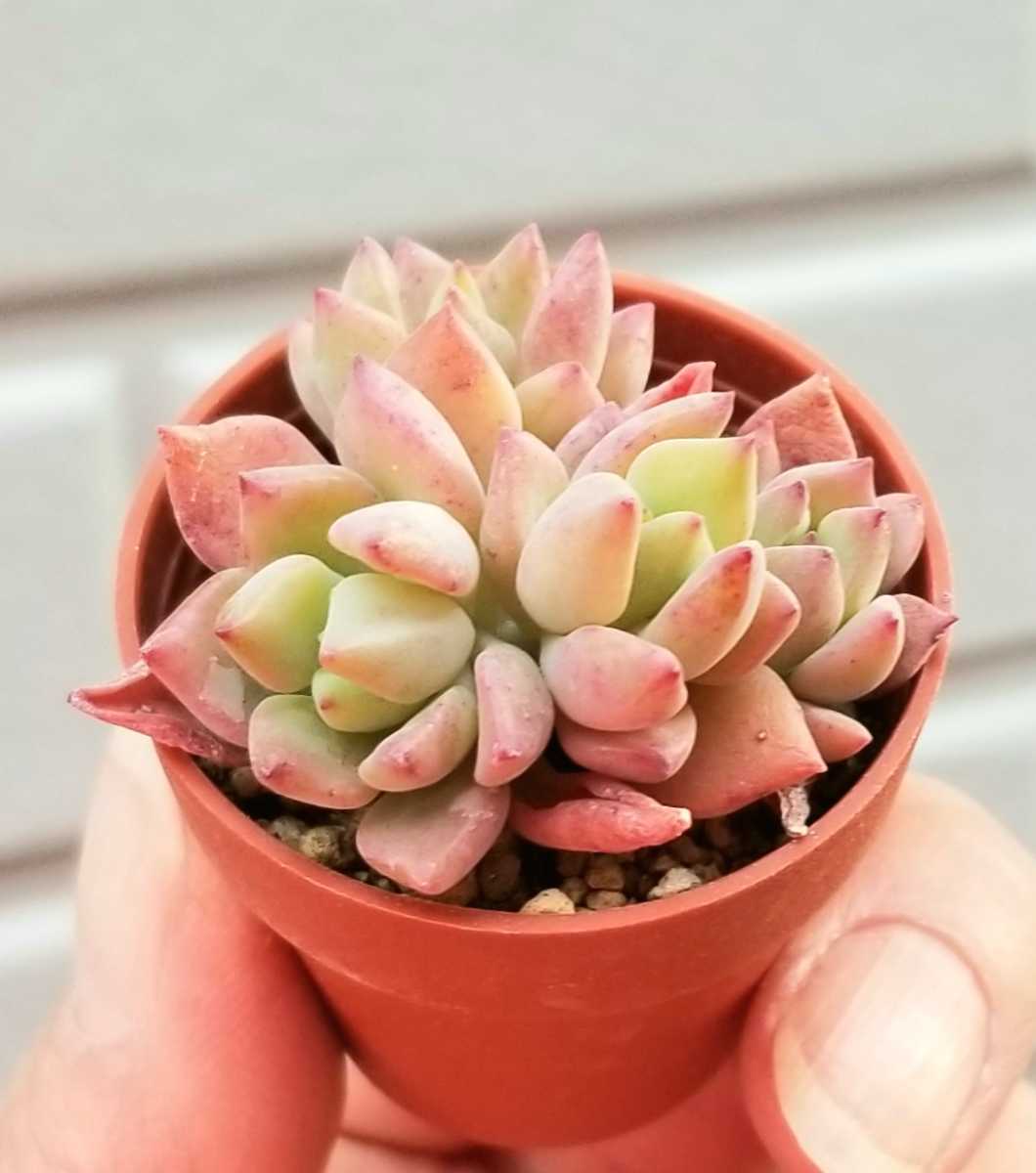 セダム リトルビューティー Sedum Little Beauty 多肉植物 エケベリア 苗 サボテン 売買されたオークション情報 Yahooの商品情報をアーカイブ公開 オークファン Aucfan Com
