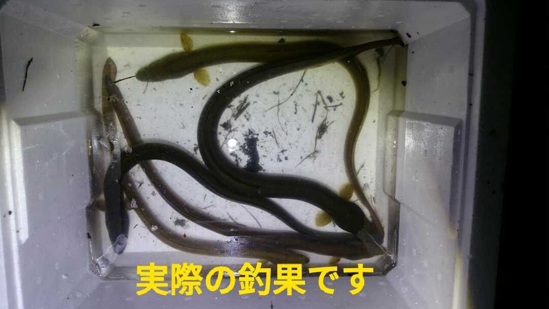 天然ドバミミズ 100匹 送料込 地域限定_3