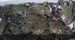 ワタリガニのヤフオク の相場 価格を見る ヤフオク のワタリガニのオークション売買情報は52件が掲載されています