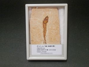 魚 化石のYahoo!オークション(旧ヤフオク!)の相場・価格を見る｜Yahoo